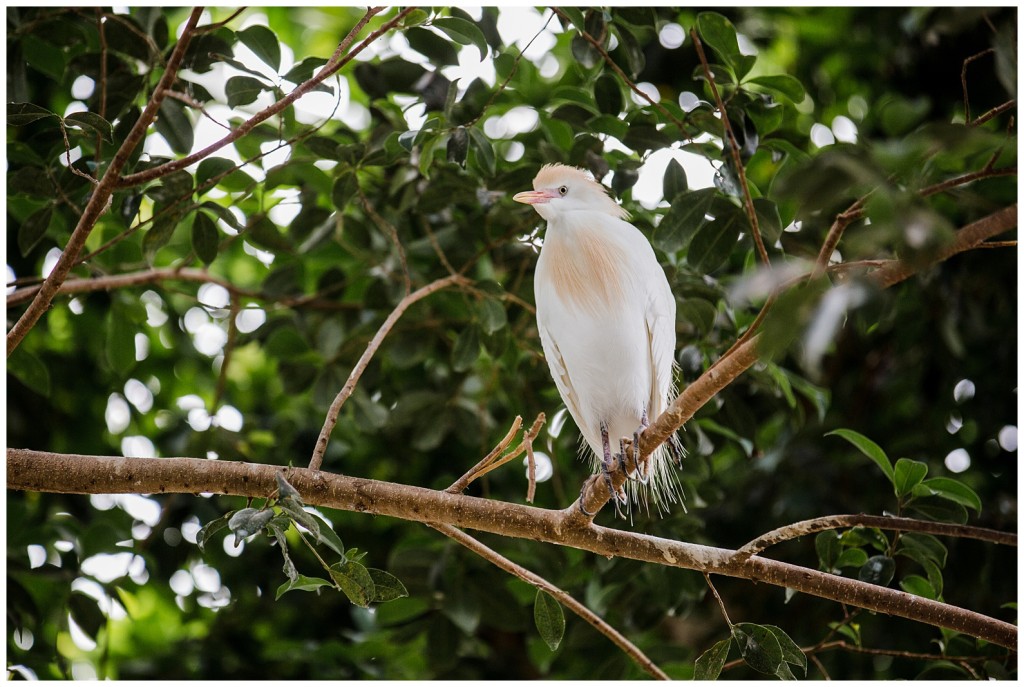 National Aviary Wedding_0007